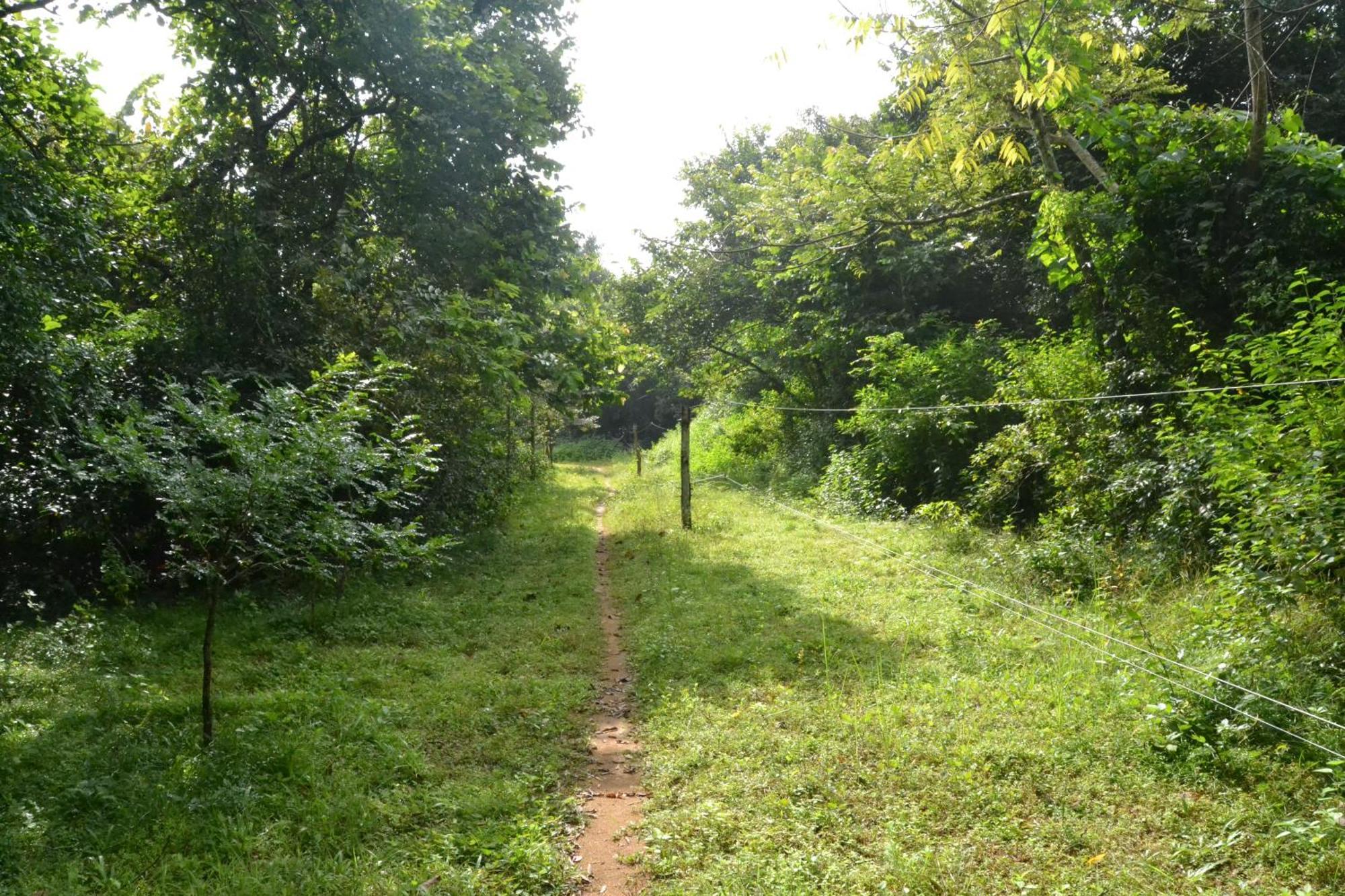 Sky Forest Habarana Zewnętrze zdjęcie
